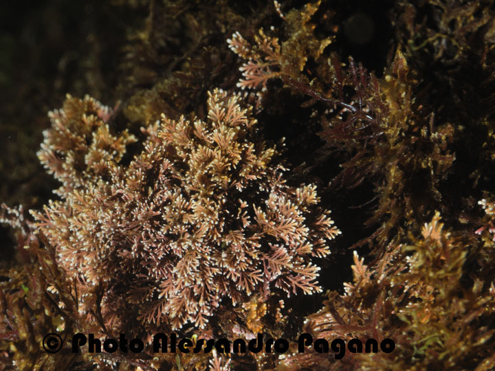 Asparagopsis  sp.